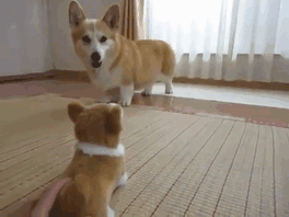 壁纸 动物 狗 狗狗 264_198 gif 动态图 动图