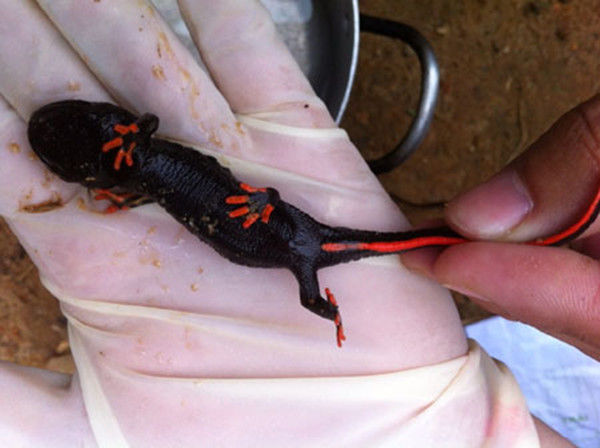 动物 两栖 娃娃鱼 蝾螈 鲵 600_448