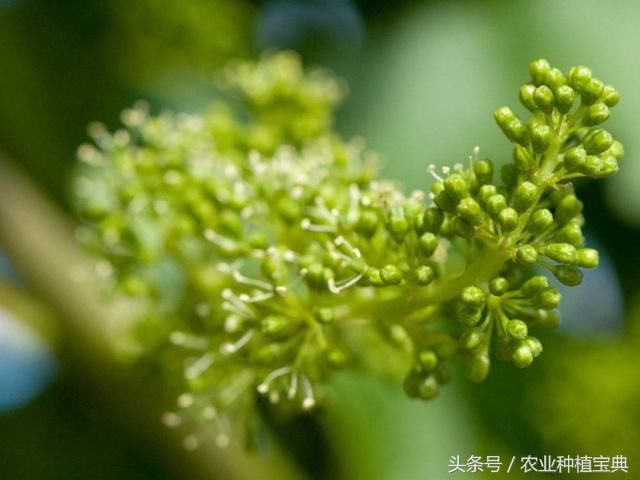 两次摘心方法!按葡萄长势强弱定花前摘心时期和次数