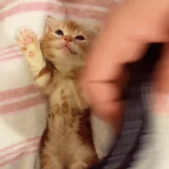 小橘猫睡前伸爪爪配合主人盖被子,这股萌力量暖化人心