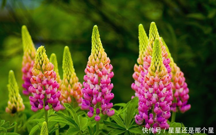 最能旺属蛇的壁纸,77年属蛇女人微信头像 3生肖,好运滚滚乘风来,添丁旺子,富贵满满!