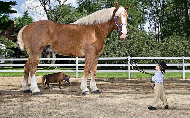 赛博丽娜和普通的马比起来十分袖珍,它的身高不过43厘米,体重不过27