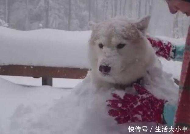 还好二哈比较习惯雪天气温,如果不适应的话,被堆在雪堆里面,这估计都