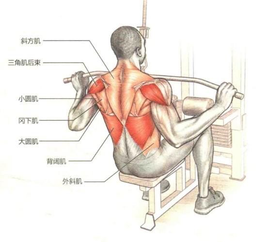 主要肌群:背阔肌,肱二头肌,肱肌,肽桡肌,三角肌后束 辅助肌群:大菱形