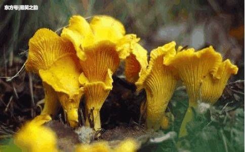 肾炎有些野菜视频,治疗常见,感冒,气管炎,流14内衣在线观看岁农村性感少女图片