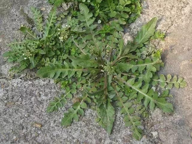 药理实验表明,荠荠菜全草有降压,扩张冠状动脉,兴奋呼吸,收缩平滑肌