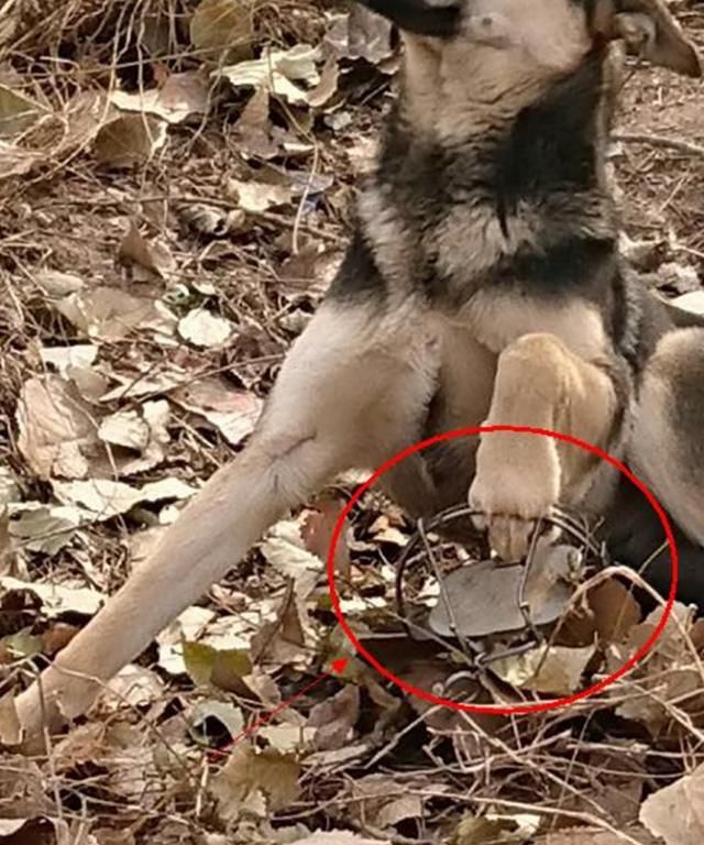 狗狗野外捉陷阱落主人,兔子不帮你反而放假,狗表情包图过年拍照图片