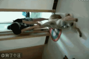 壁纸 动物 狗 狗狗 290_193 gif 动态图 动图