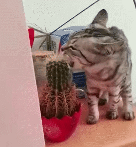 大王爆笑gif趣图:歪果仁的筷子?这不就是镊子么