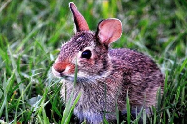 养什么好养又赚钱_养什么好养又赚钱_养什么狗好赚钱