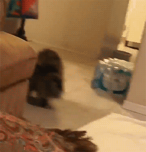 超搞笑gif:我的什么时候才能这么粗这么长呢?