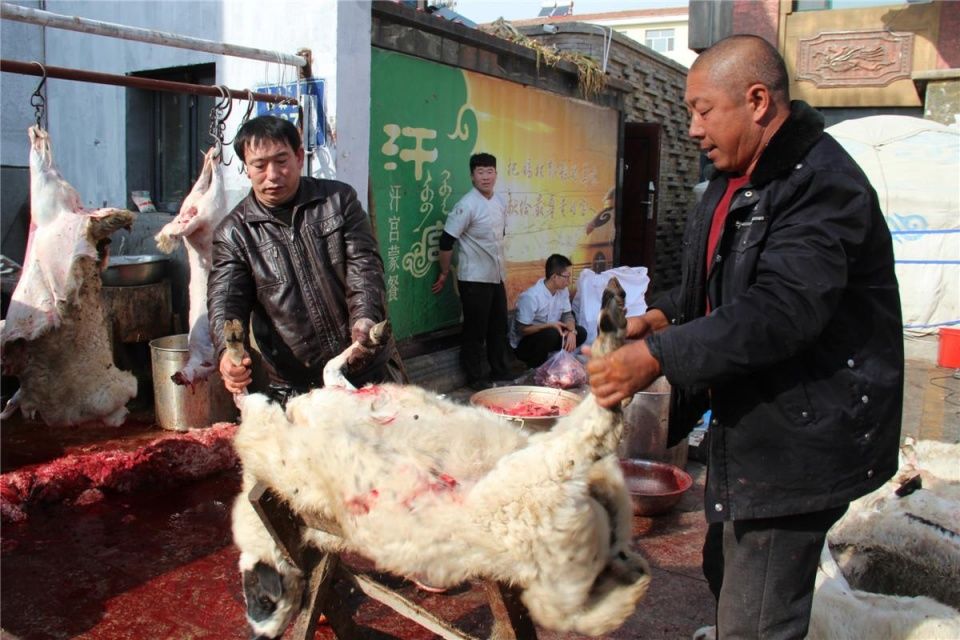 饭店冬储羊肉一次宰400只羊 10分钟杀一只 才伸进羊肚子掏心