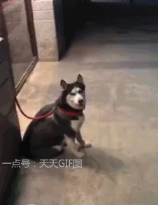壁纸 动物 狗 狗狗 226_294 gif 动态图 动图