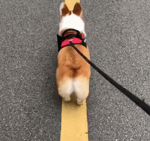 电臀柯基又犯事了,压实线,被扣2分!