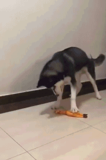 搞笑gif:好看的皮囊千篇一律,有趣的灵魂不忍直视