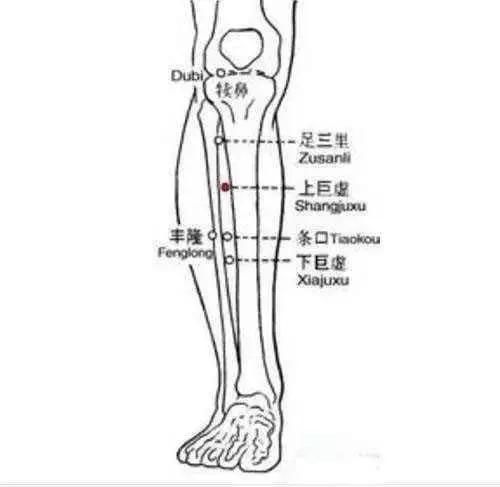 治腹胀,肠鸣:天枢穴配足三里穴(犊鼻穴下三寸,距胫骨前缘一横指.