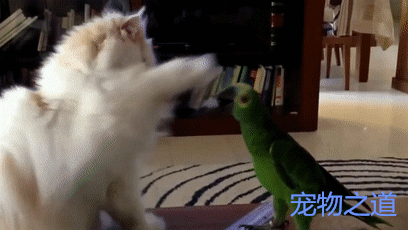 鹦鹉与猫咪第一次见面,给猫咪来了个下马威,猫咪的反应出人意料