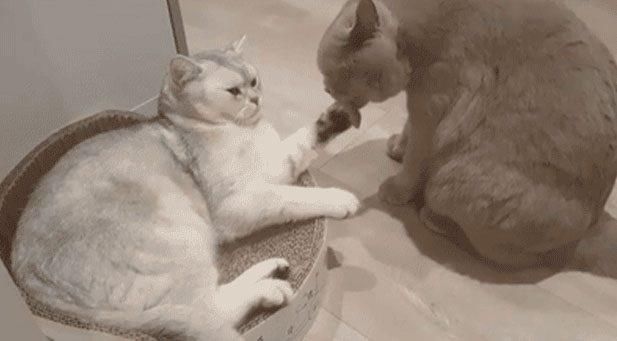 两只猫咪当众亲亲抱抱举高高,主人在一旁都看的老脸一