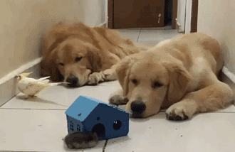 萌宠萌萌哒:两只金毛,这表情真的是生无可恋,萌死啦