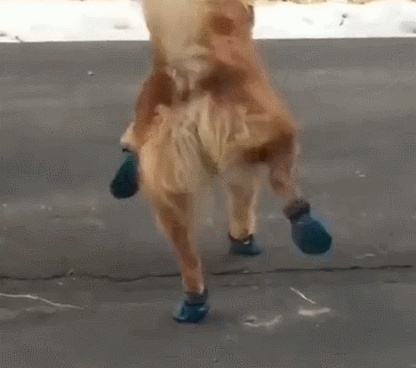 壁纸 动物 狗 狗狗 416_368 gif 动态图 动图