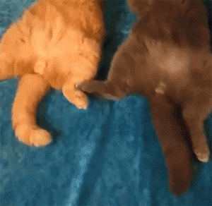 壁纸 动物 狗 狗狗 300_292 gif 动态图 动图