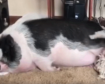 壁纸 动物 狗 狗狗 340_273 gif 动态图 动图