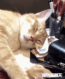 橘猫睡得正香,主人假装开罐头,橘猫瞬间反应太逗了:罐