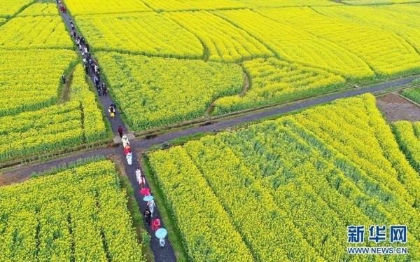 3月4日,游客在湖南省衡阳县库宗桥镇的油菜花海里游玩.