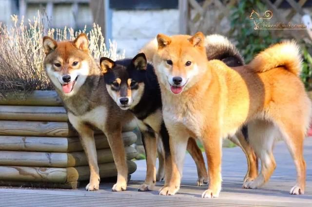 狗年最适合上班族养的犬种,居然是柴犬?
