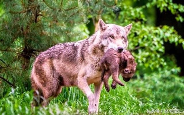 故事:猎人心善放过母狼,十年后他老了,母狼每天送野物和野果