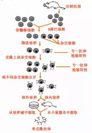单克隆抗体制备过程中的两次筛选介绍