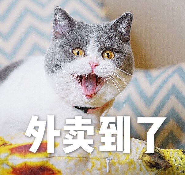 喵星人的表情包,真是萌坏了.