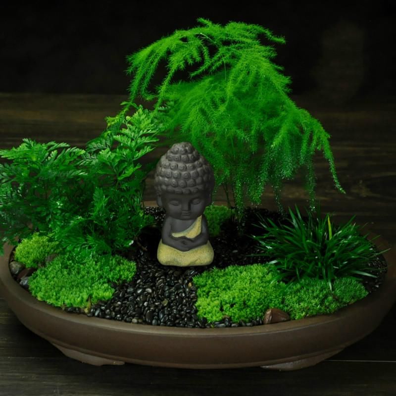 苔藓微景观植物小盆栽文竹办公桌摆件防辐射盆景