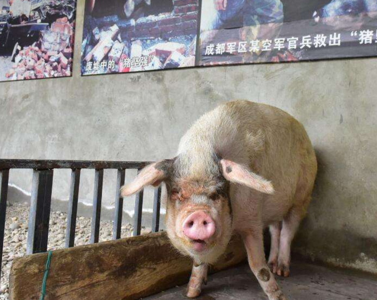 08年汶川地震中,它是一只被困在废墟36天,挖出来还坚强活着的猪,网友