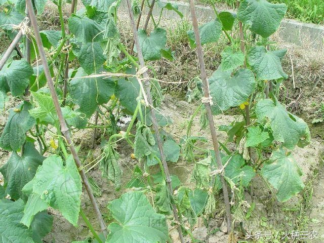 黄瓜出现茎叶干枯是什么情况?怎么处理?
