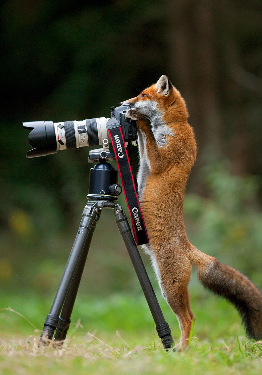 最搞笑的动物摄影师|配上你的图片说明故事居然不一样