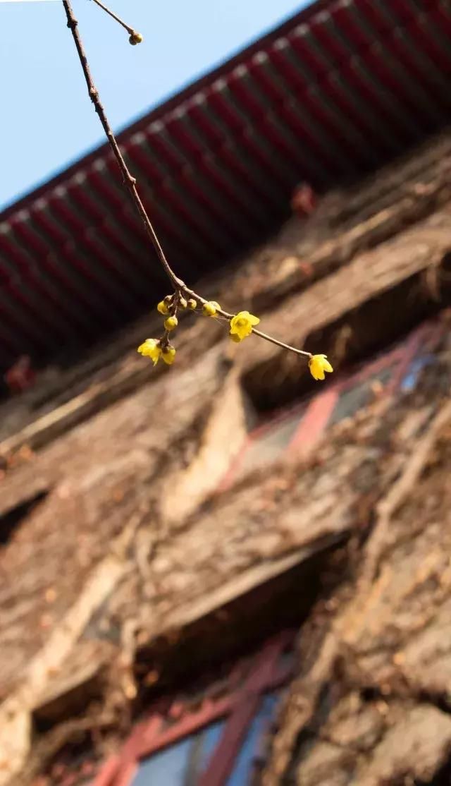 a气球美丽丁香花气球石楠繁花似锦牡丹娇艳欲滴蔷薇淡雅的格桑花花怪味怎么吹图片