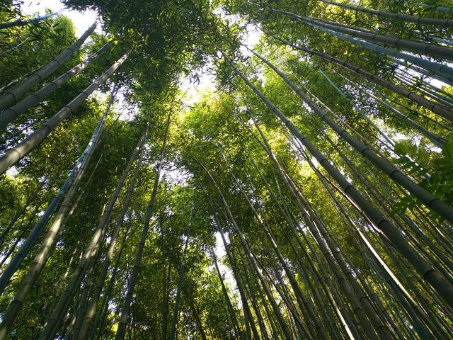 西安"卧龙山庄"风景区惊现西安地区最大面积野生竹林