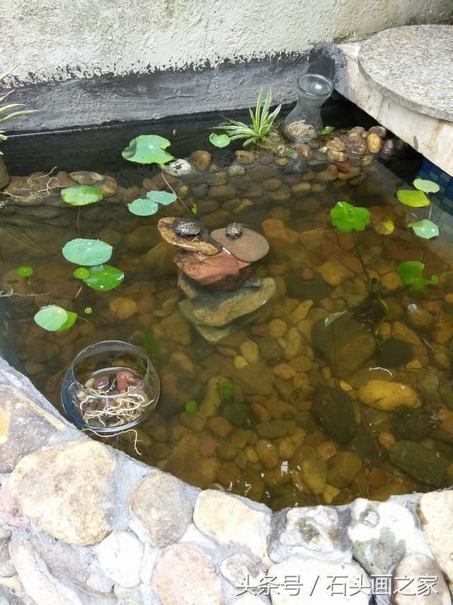在鱼池里附带的别墅乌龟基本完工搭建院里晒背台照片装饰整体图片