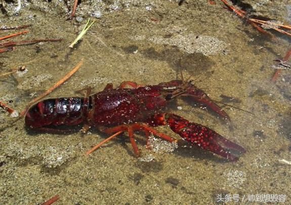 小龙虾,(学名:procambarus clarkii):也称克氏原螯虾,红螯虾和淡水小