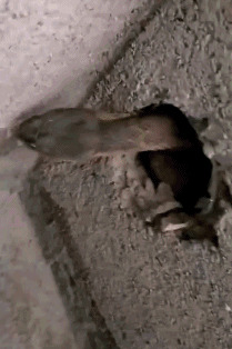搞笑gif:好看的皮囊千篇一律,有趣的灵魂不忍直视