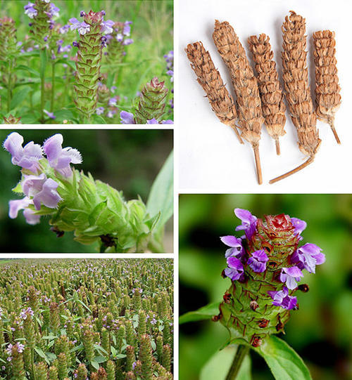 夏枯草为多年生草本植物,匍匐根茎,节上生须根.