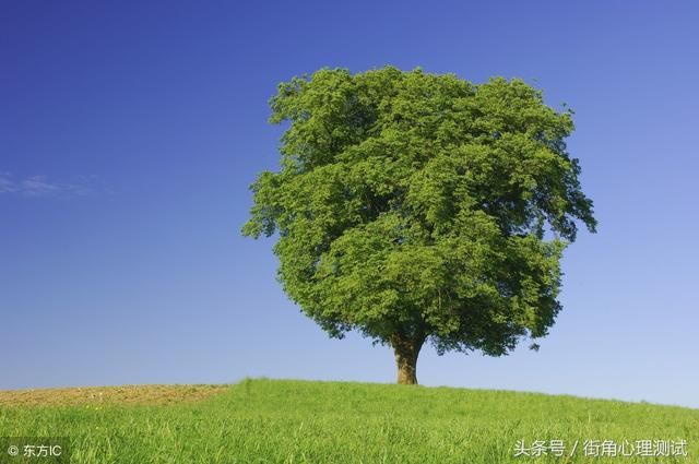 灵签占卜:4棵大树选一棵,测出最近桃花运会找到你,桃花盛开吗