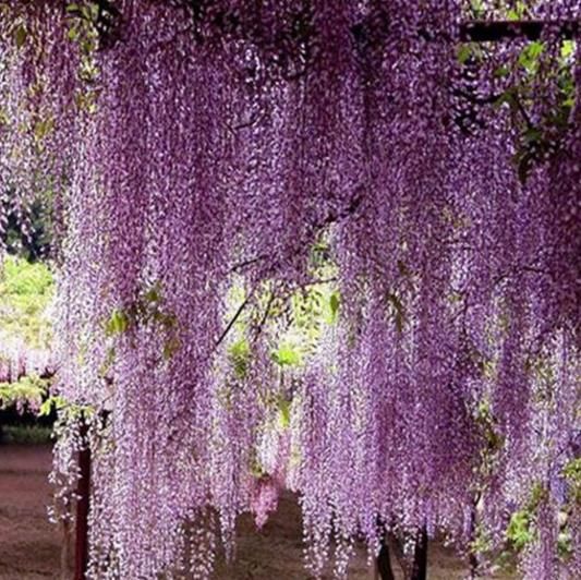 紫藤花很大气,紫色特别漂亮,就像瀑布一样,非常漂亮.