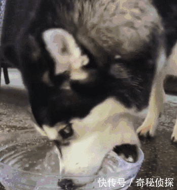 搞笑萌宠,二哈喝水都要比别的狗子有想法,别的狗是喝