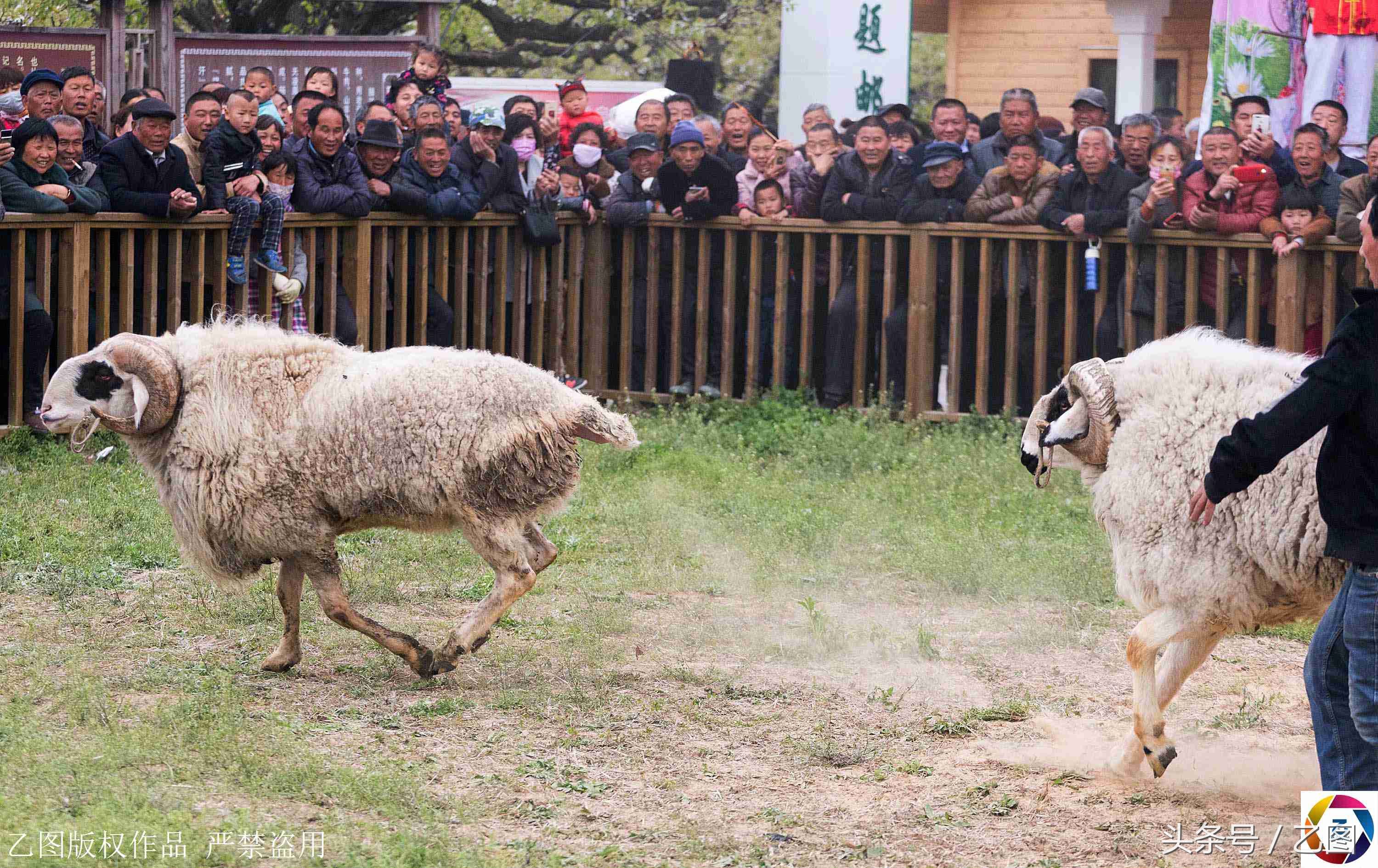 男子每天骑羊训练,胯下羊获多次冠军却在这次落败,会被杀掉吗?