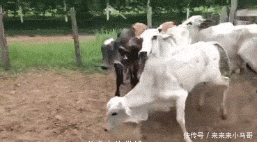 搞笑gif:牺牲自己 娱乐大家 值几个赞!