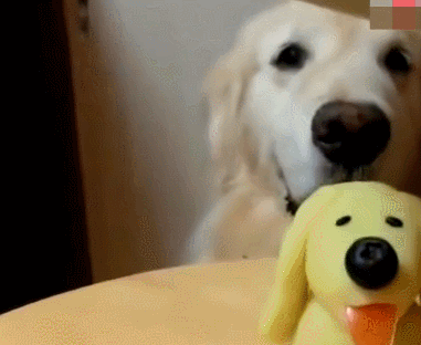 主人按照金毛的样子做了个小金毛蛋糕,没想到这货一口