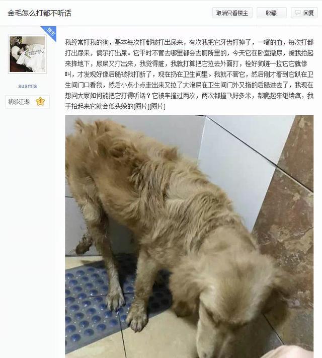 宠主说教训完狗狗后把放到卫生间没管它,并且只要自己一抬手,金毛就会