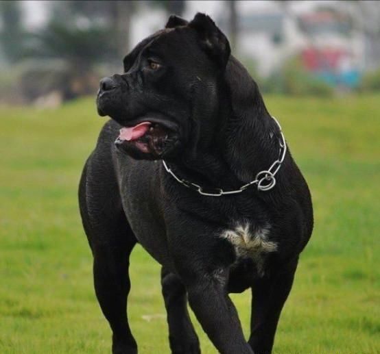 猛犬卡斯罗 他们是意大利的地产狗,现在做为军警犬而存在,古罗马时代